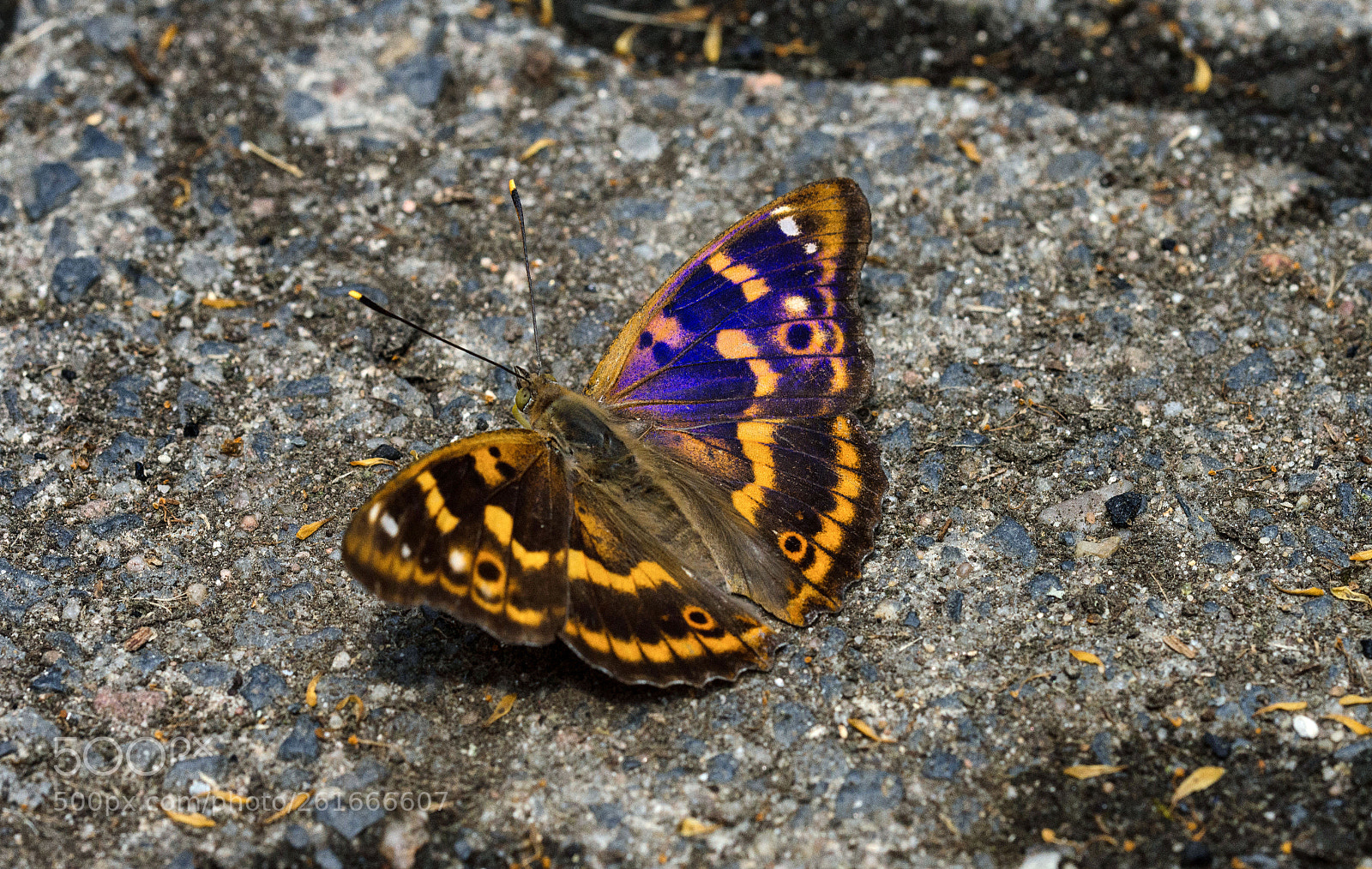 Nikon D7200 sample photo. Kleiner schillerfalter schillert photography