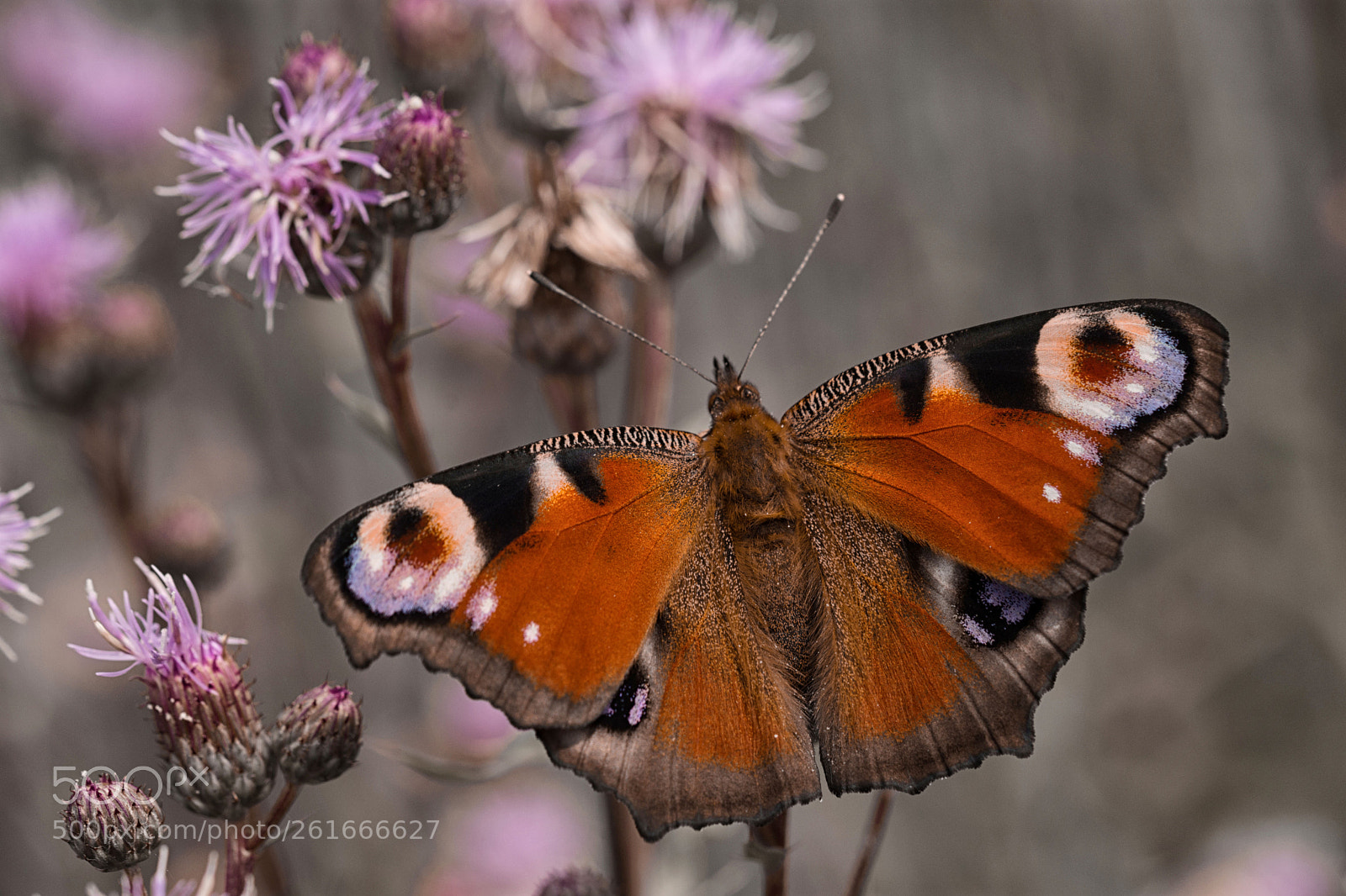 Nikon D7200 sample photo. Tagpfauenauge photography