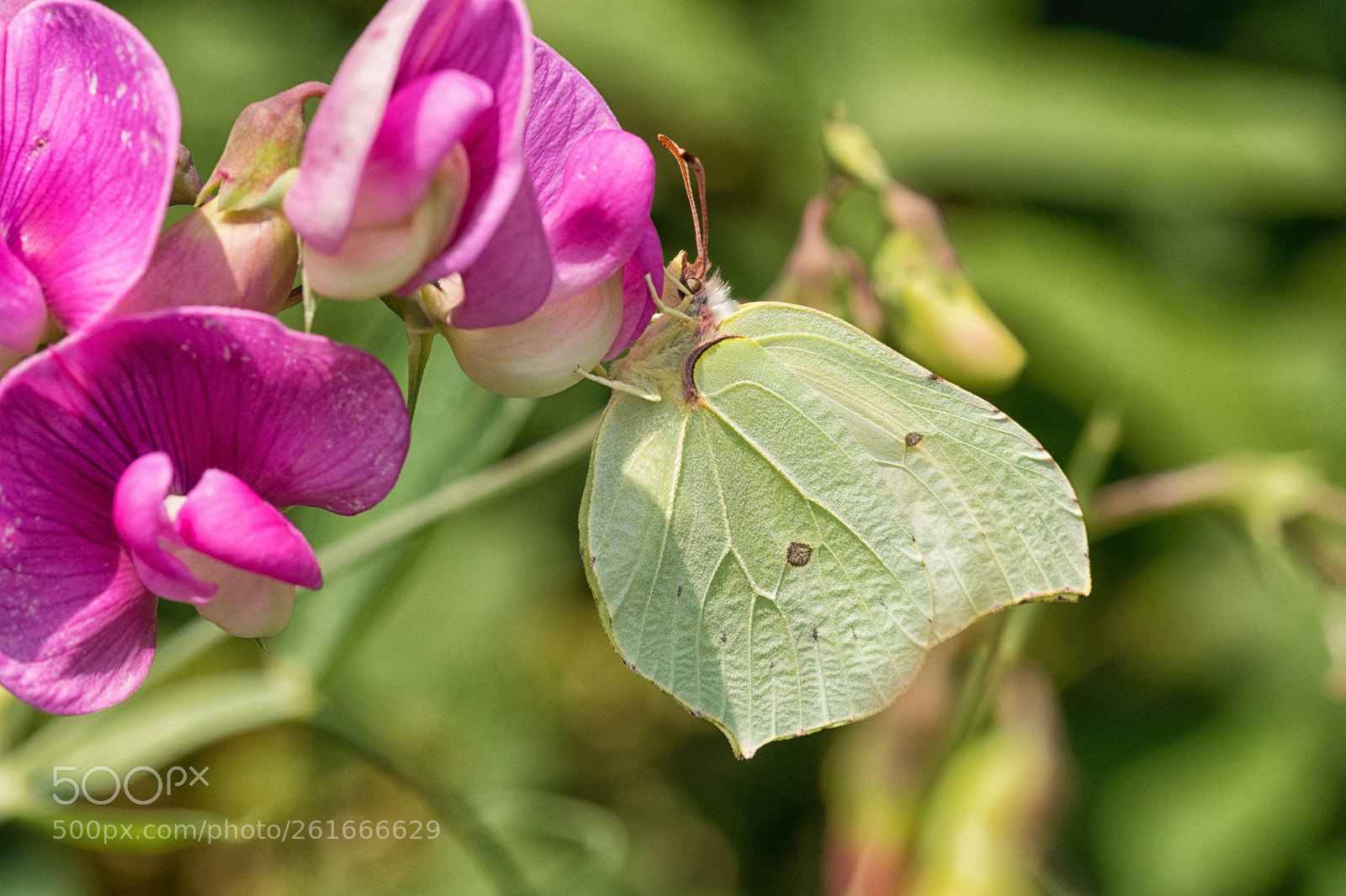 Nikon D7200 sample photo. Zitronenfalter photography
