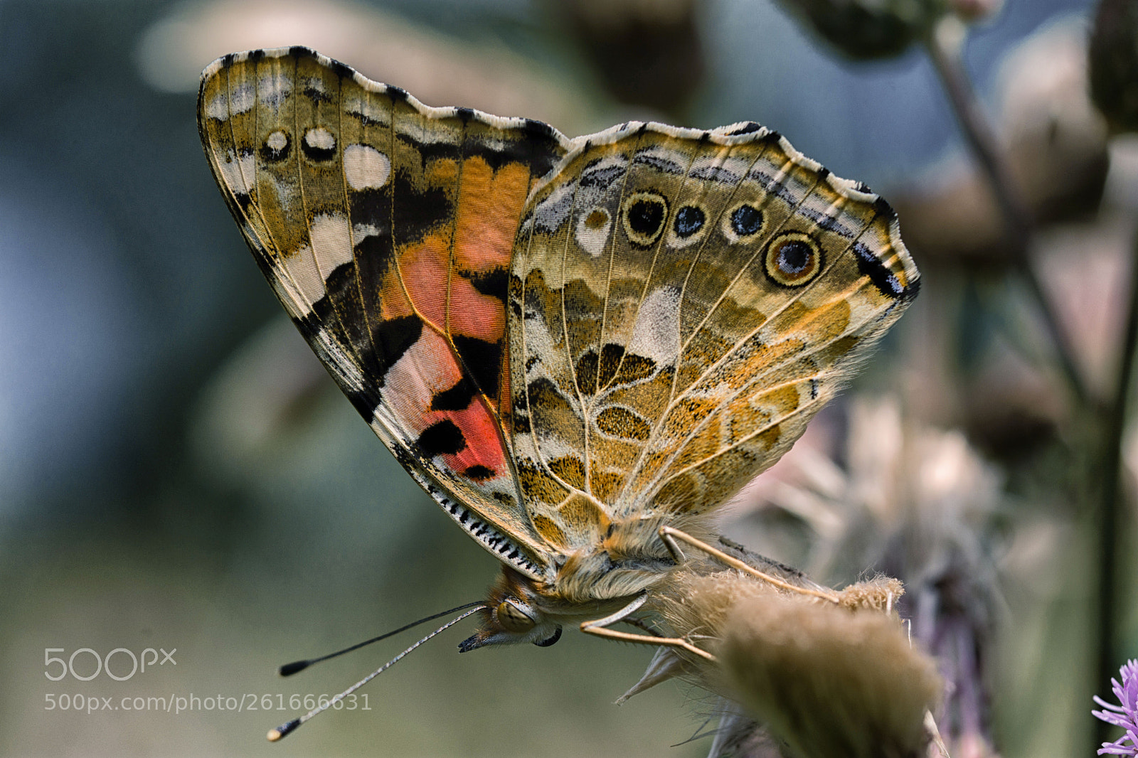 Nikon D7200 sample photo. Distelfalter photography