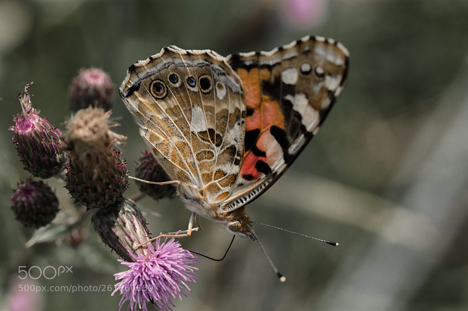 Nikon D7200 sample photo. Distelfalter photography