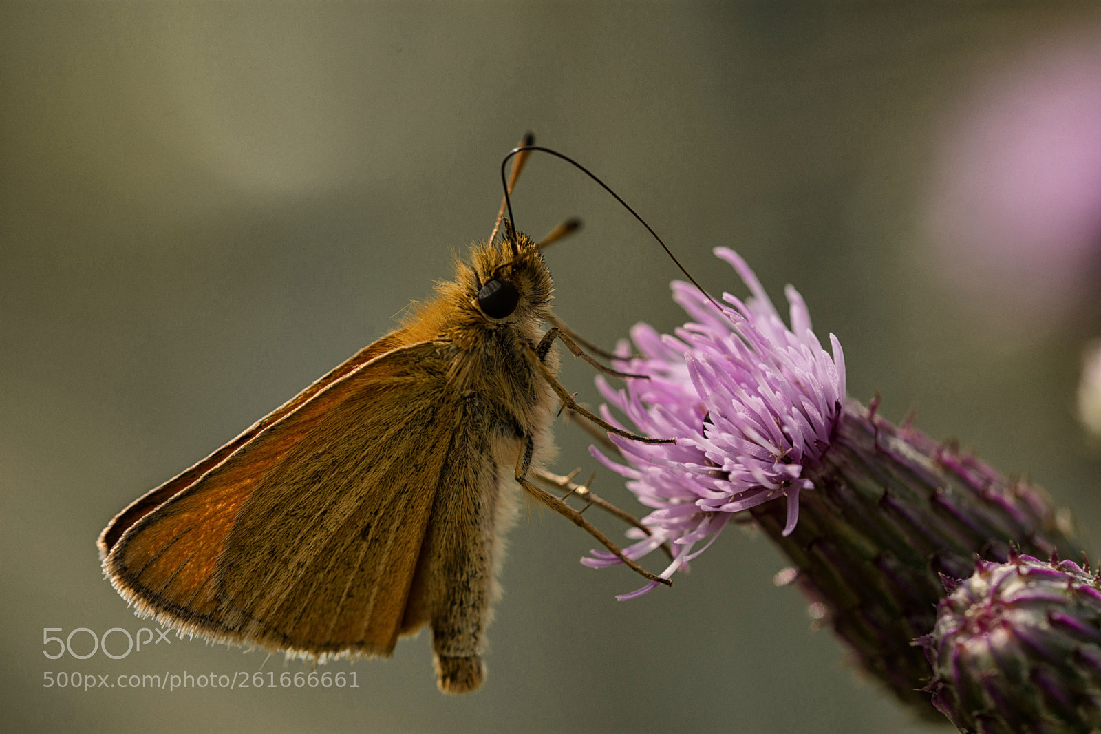 Nikon D7200 sample photo. Große skipper photography