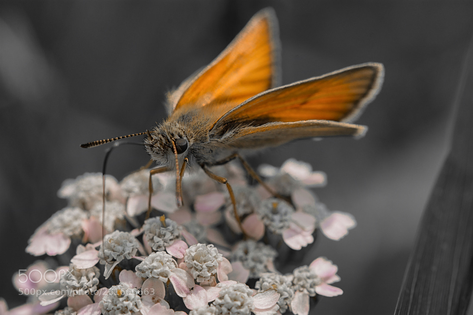 Nikon D7200 sample photo. Große skipper () photography