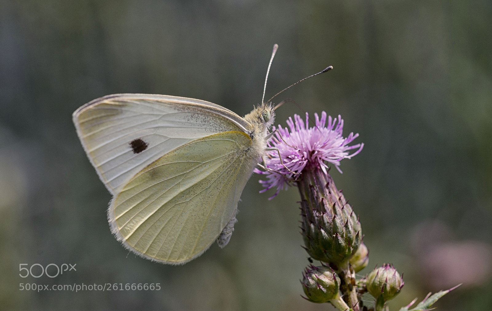 Nikon D7200 sample photo. Großer kohlweißling photography