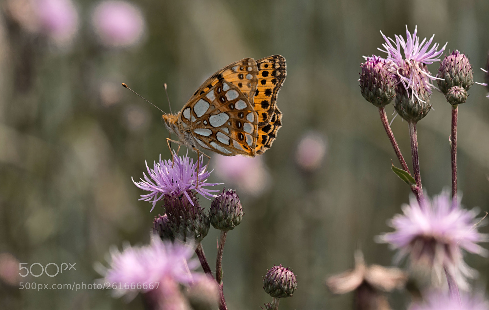 Nikon D7200 sample photo. Kleiner perlmutterfalter photography