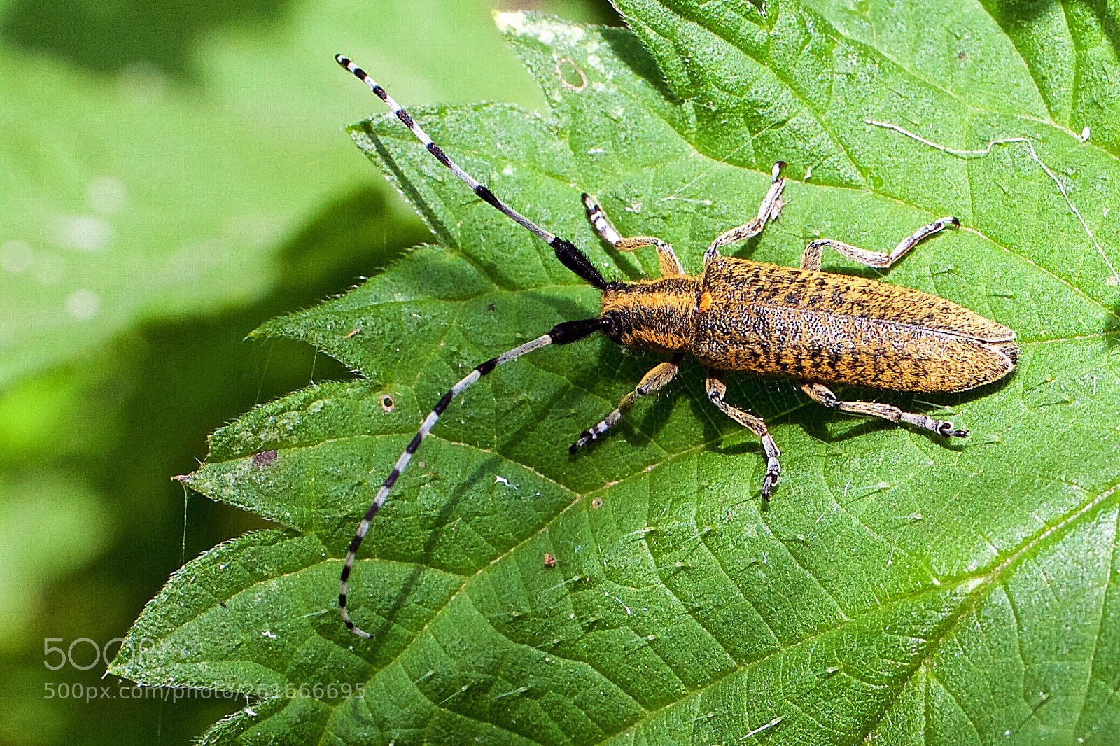 Canon EOS 7D sample photo. Cerambycidae - distel boktor photography