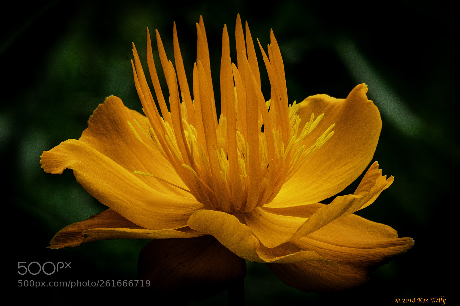 Canon EOS 7D Mark II sample photo. Orange flower photography