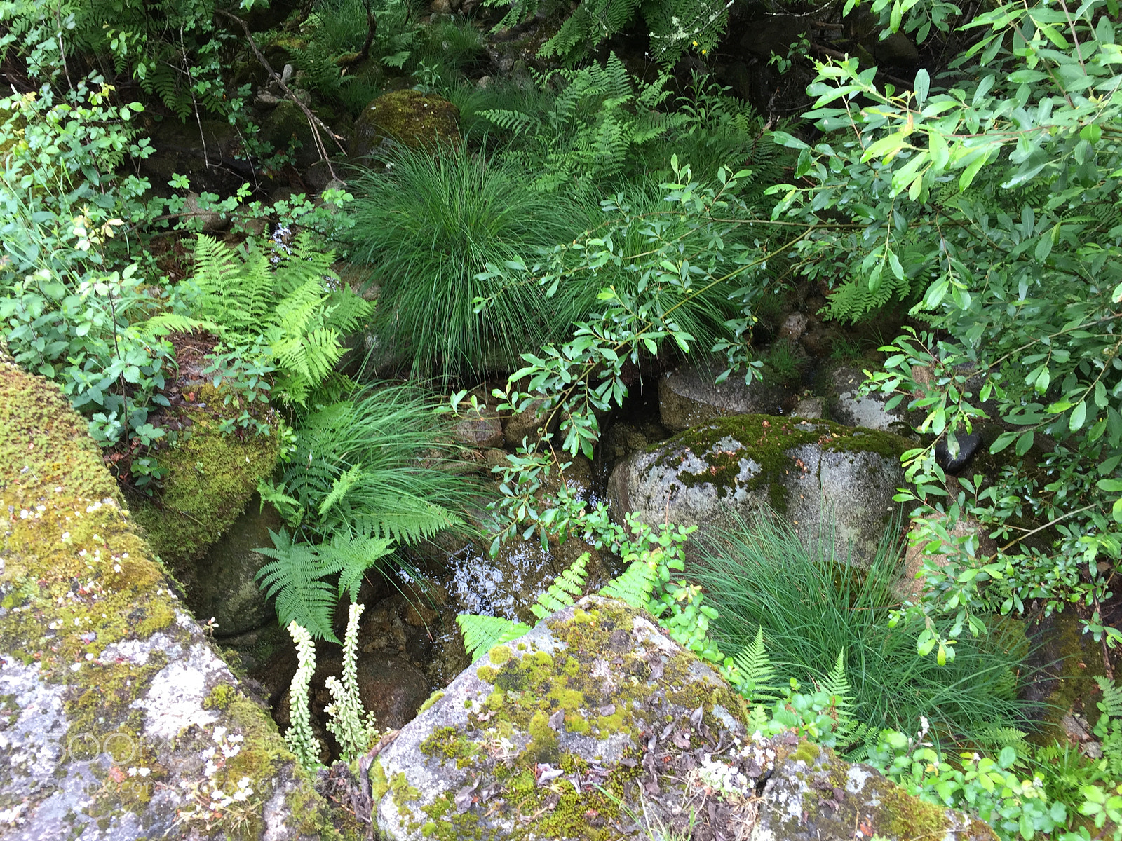 Apple iPhone 6 Plus sample photo. Parada grows so much photography