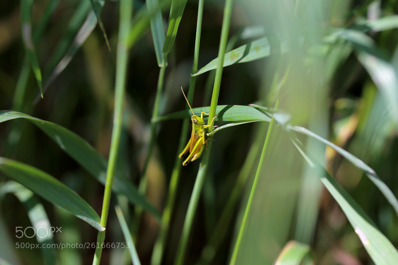 Canon EOS 6D sample photo. Stadtrandsiedlung malchow photography