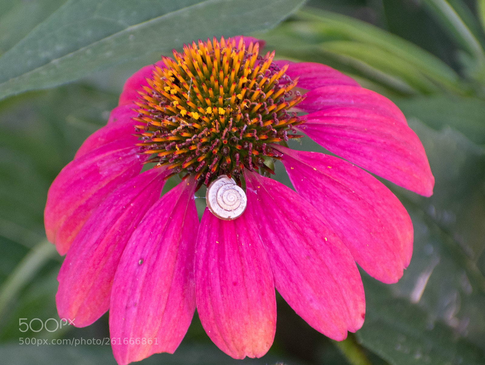Nikon D5500 sample photo. Garden snail on coneflower photography