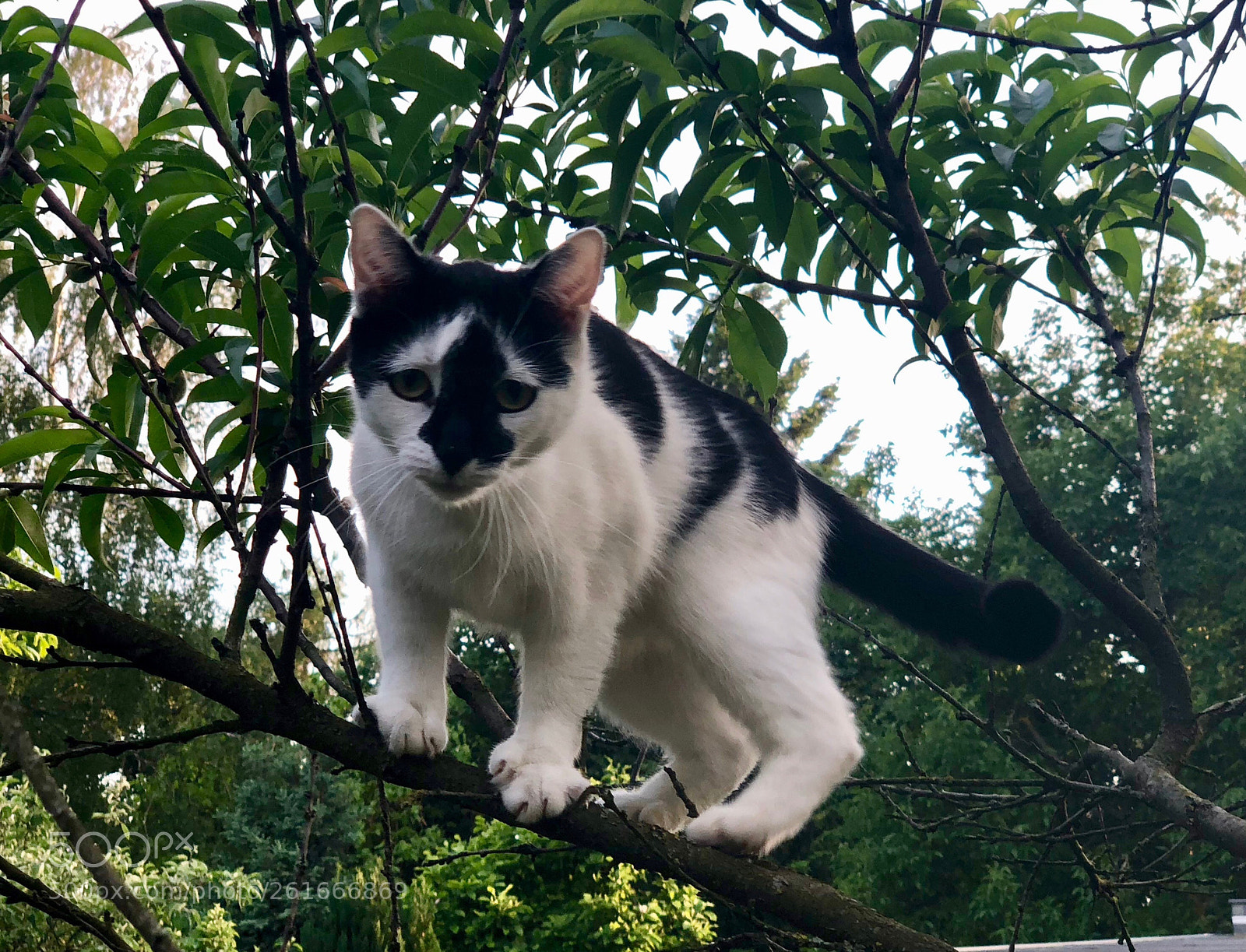 Apple iPhone X sample photo. Berlin tree cat photography