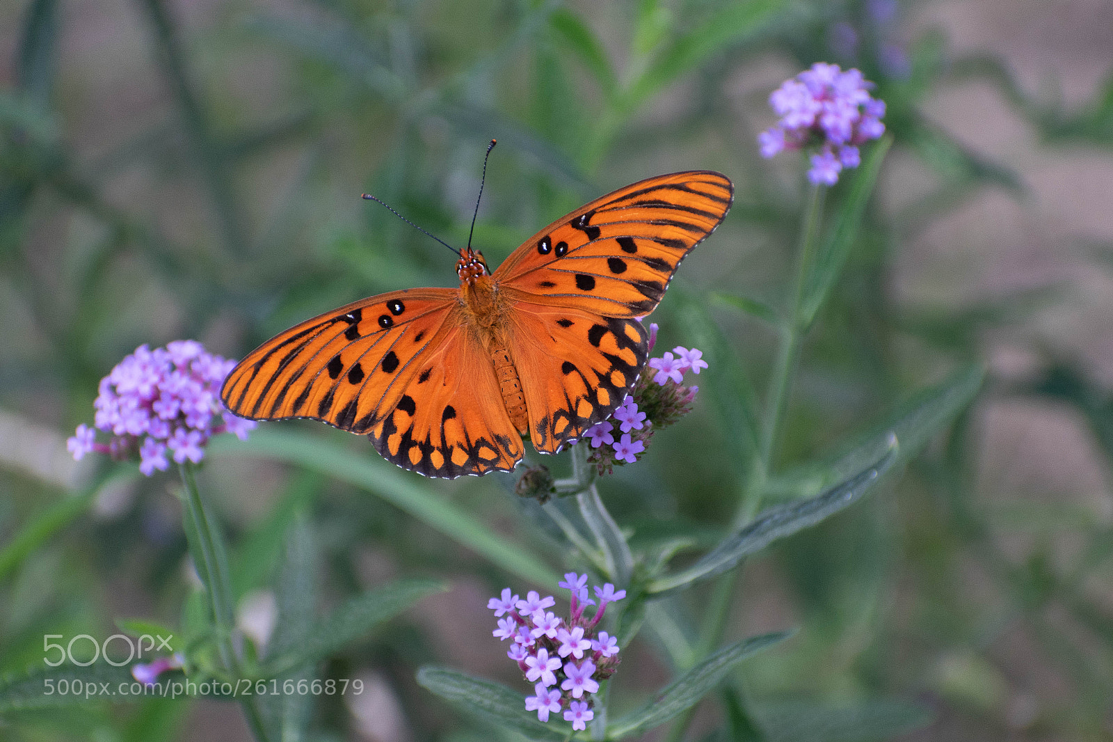 Nikon D5500 sample photo. Gulf fritillary photography