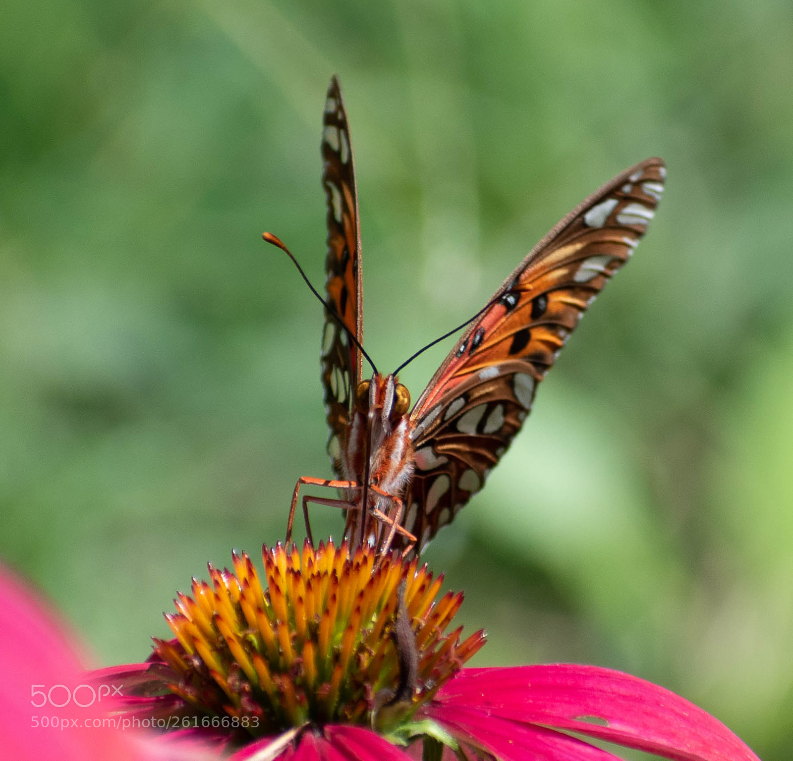 Nikon D5500 sample photo. Gulf fritillary photography