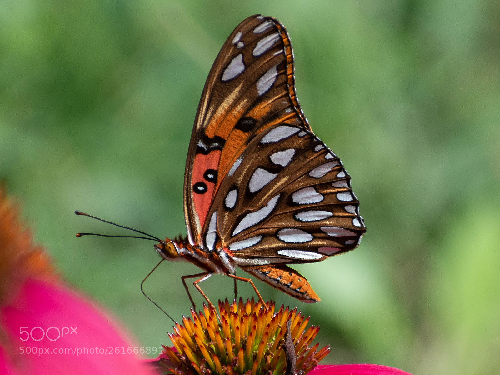 Nikon D5500 sample photo. Gulf fritillary photography