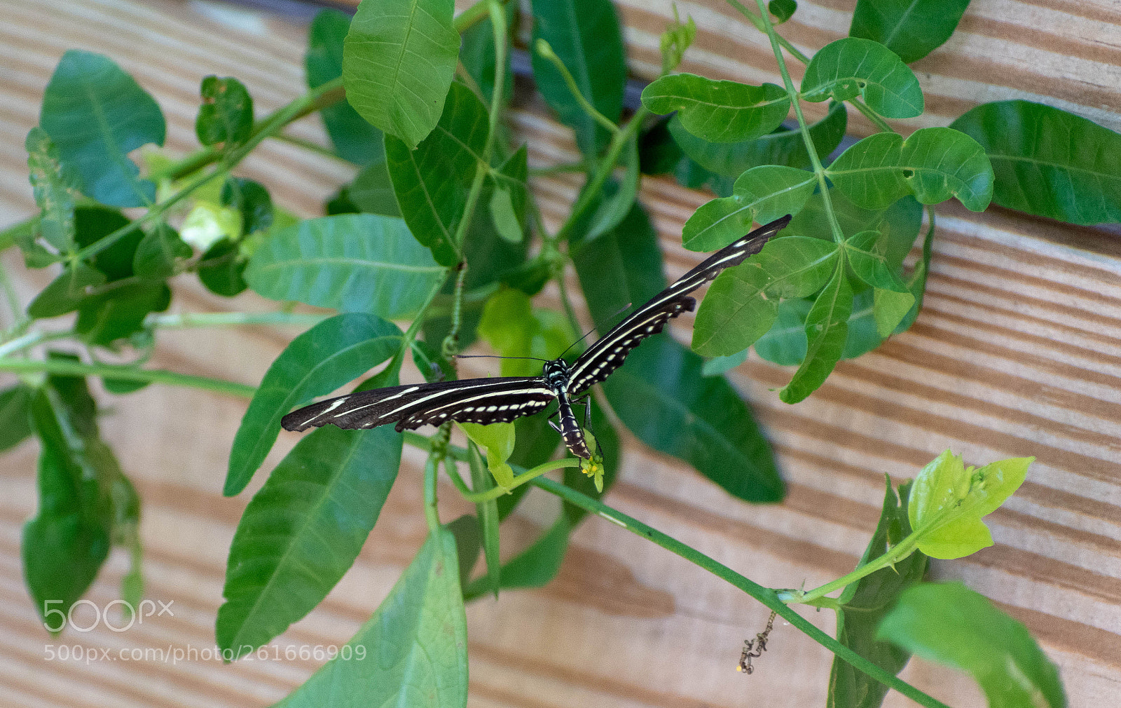 Nikon D5500 sample photo. Zebra longwing laying eggs photography