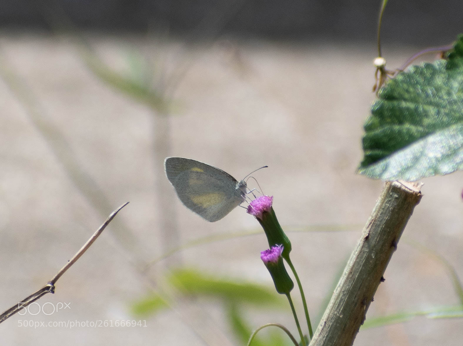 Nikon D5500 sample photo. Barred yellow butterfly photography