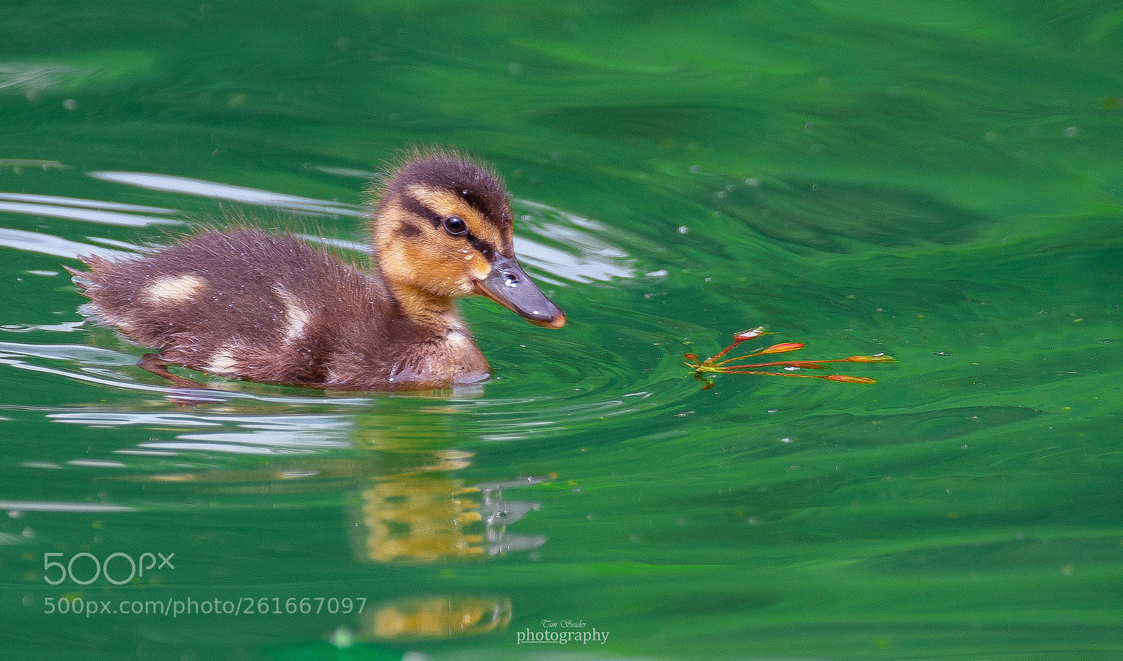 Nikon D610 sample photo. Baby duck photography