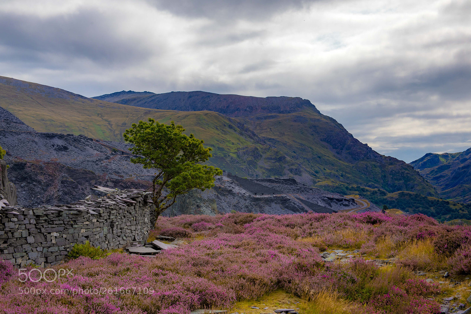 Canon EOS 5D Mark IV sample photo. Mountain tree photography
