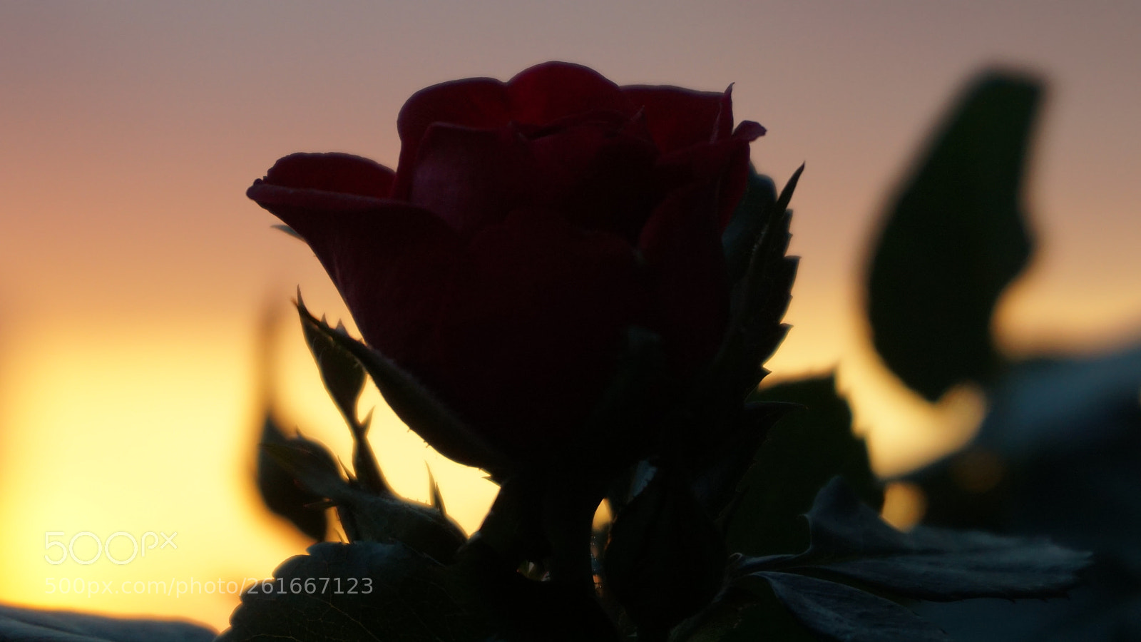 Sony a5100 sample photo. Rose photography