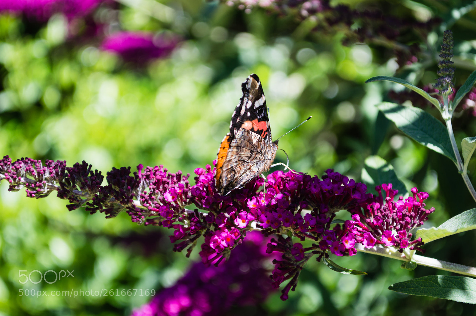 Nikon D3200 sample photo. Butterfly photography