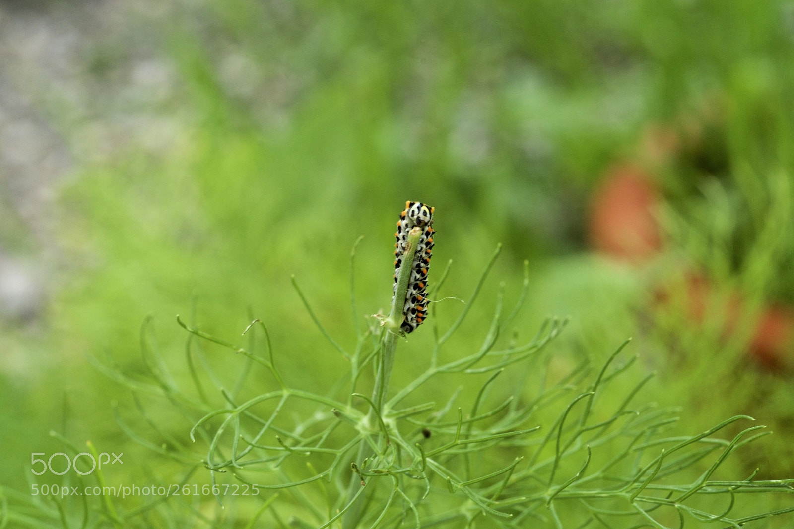 Sony a99 II sample photo. Clown caterpillar photography