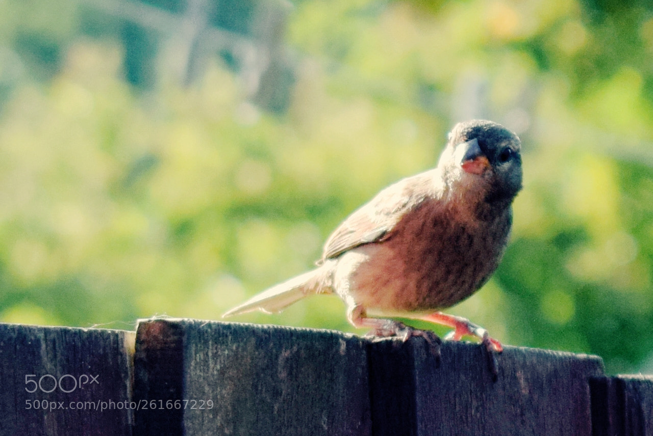 Nikon D5300 sample photo. Bird watching! photography
