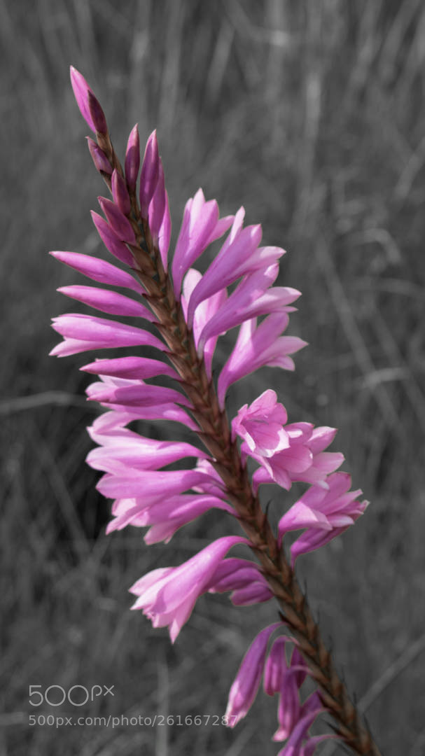 Nikon D3400 sample photo. Pop of colour photography