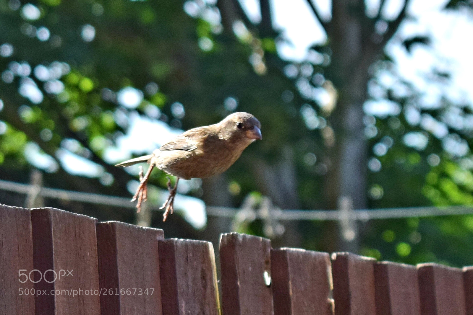 Nikon D5300 sample photo. Bird watching! photography