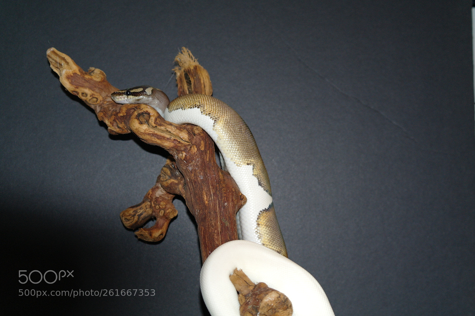 Samsung NX10 sample photo. Phantom pied photography