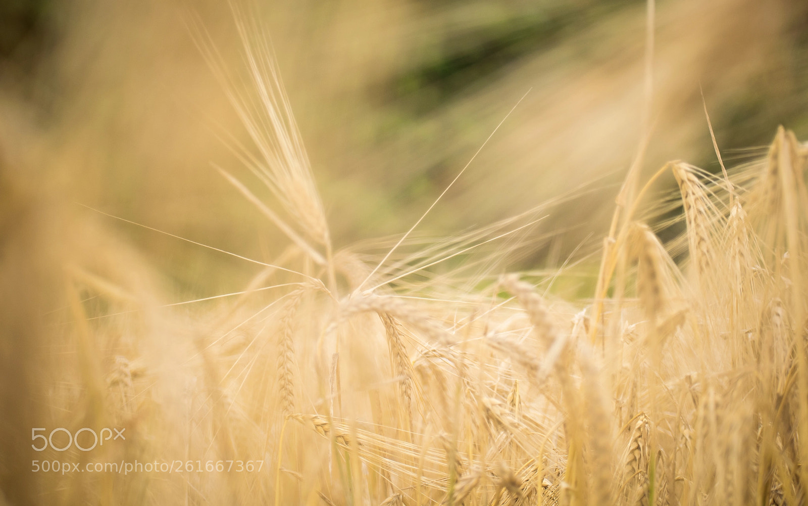 Nikon D3300 sample photo. In the fields photography