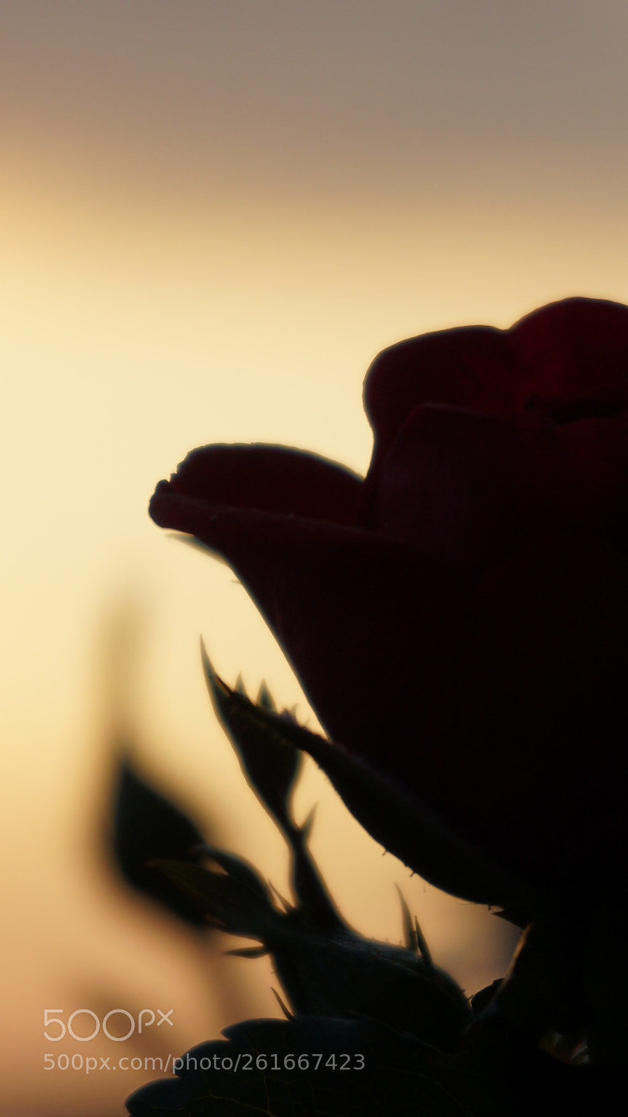 Sony a5100 sample photo. Hope. photography