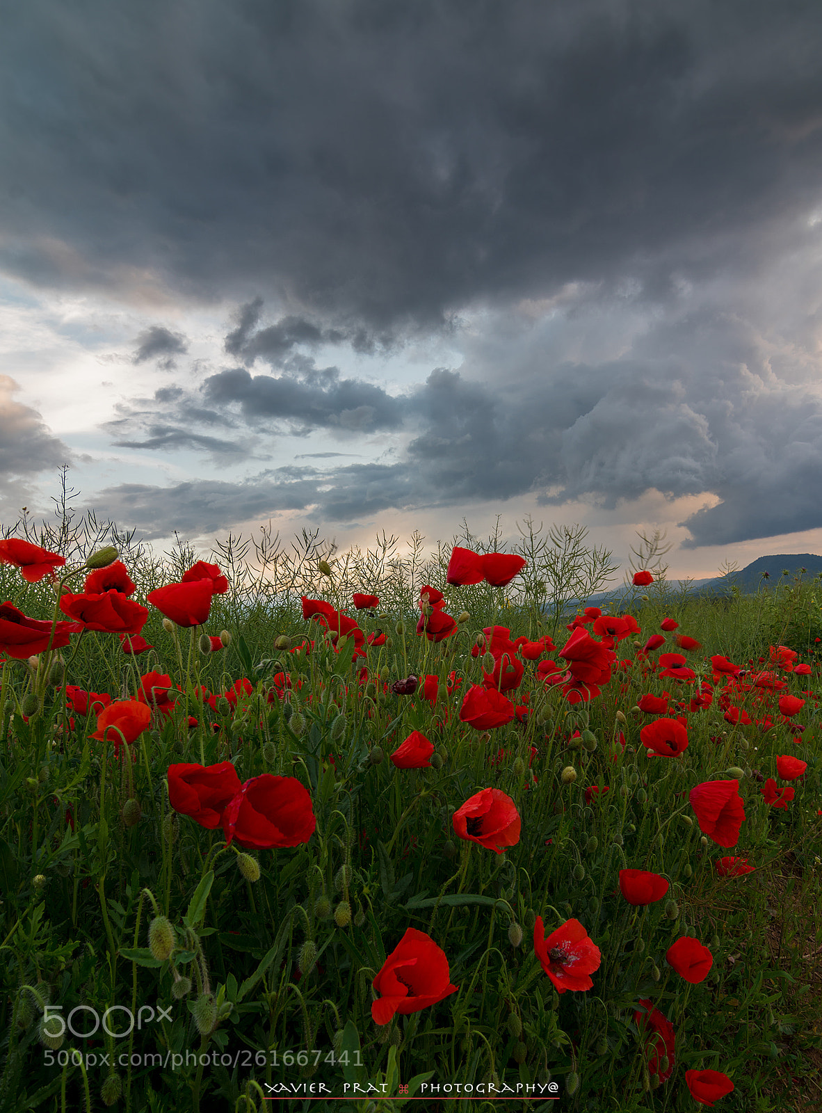 Nikon D500 sample photo. Amazing spring...!!! photography