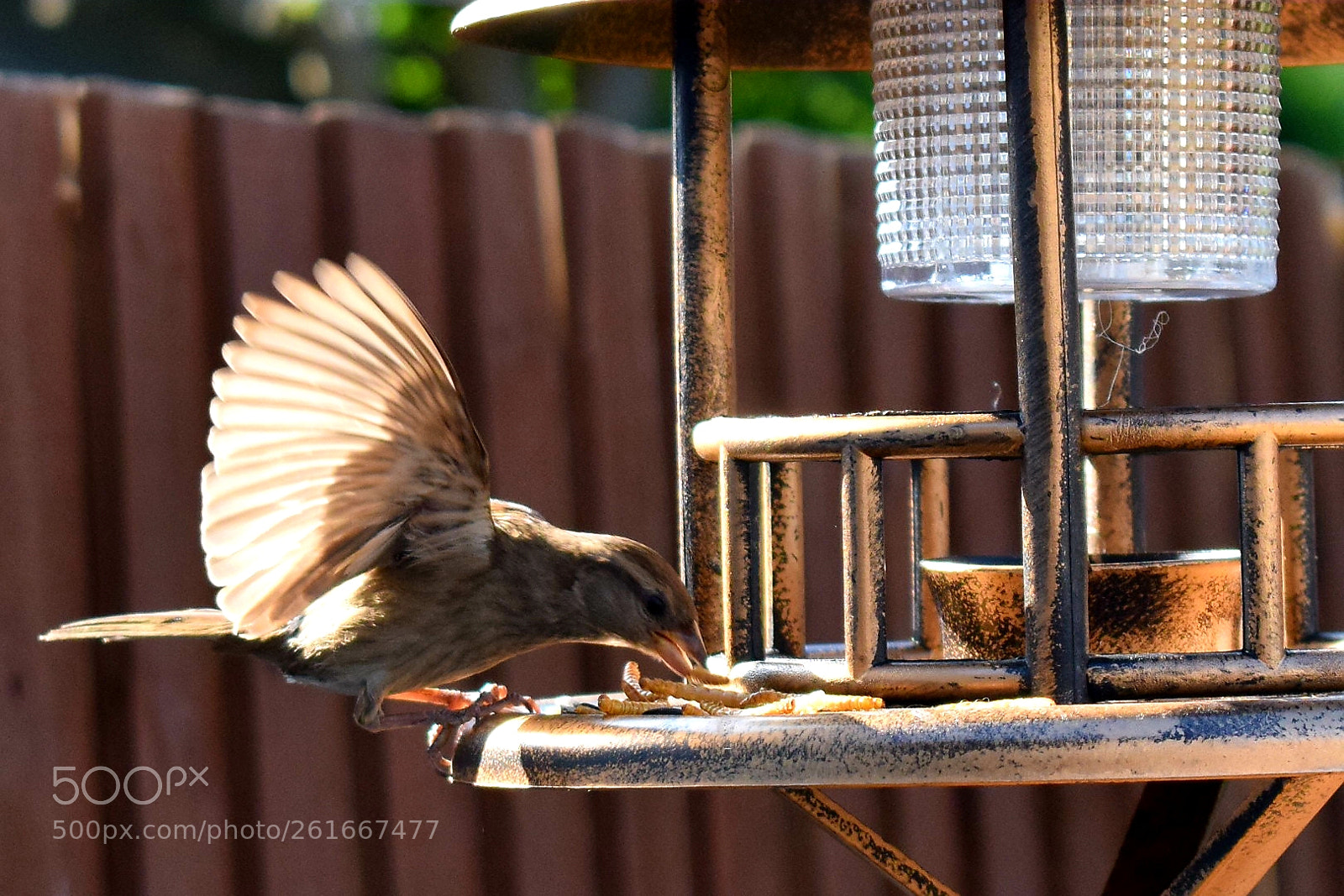 Nikon D5300 sample photo. Bird watching! photography