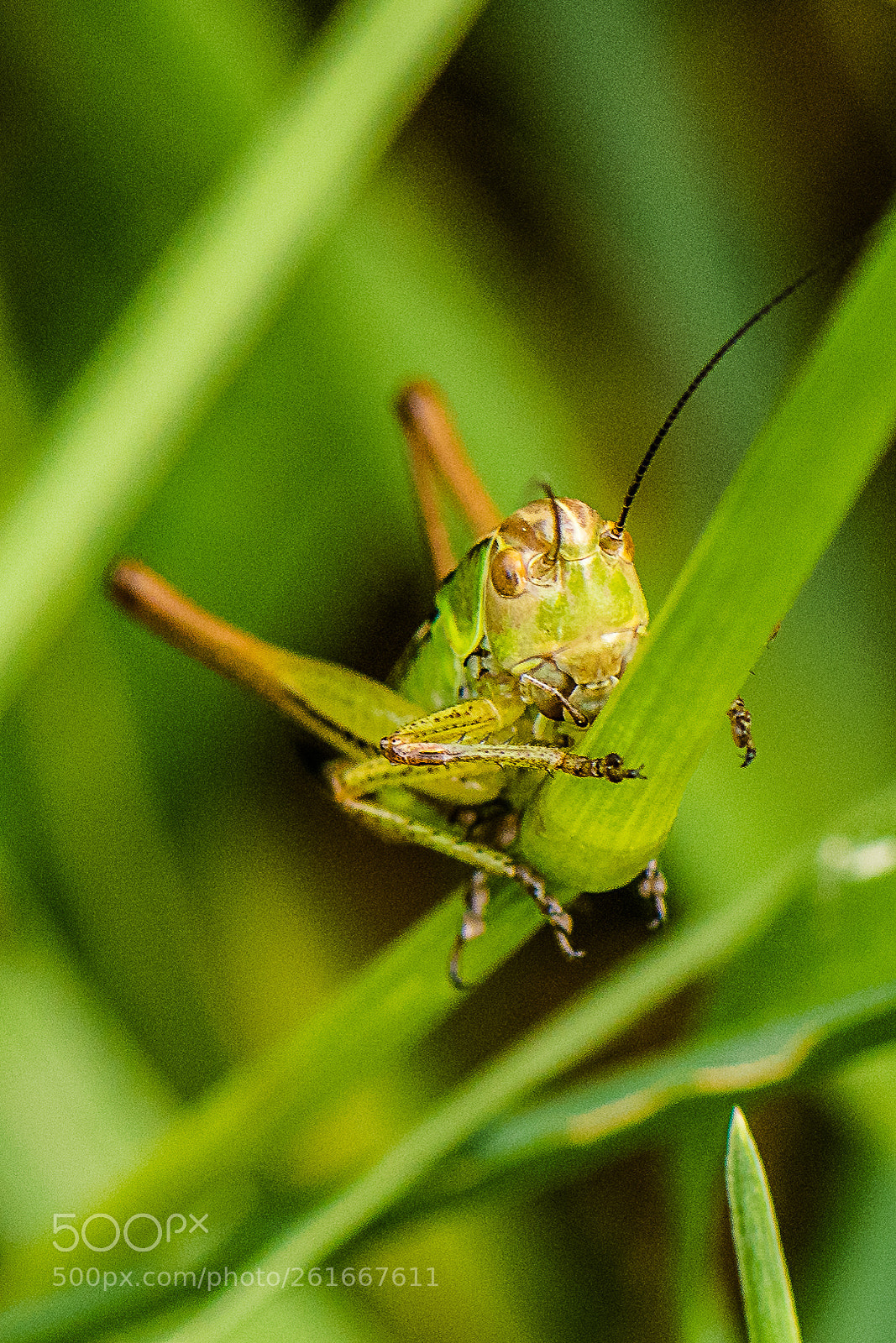 Nikon D500 sample photo. Grasshopper photography