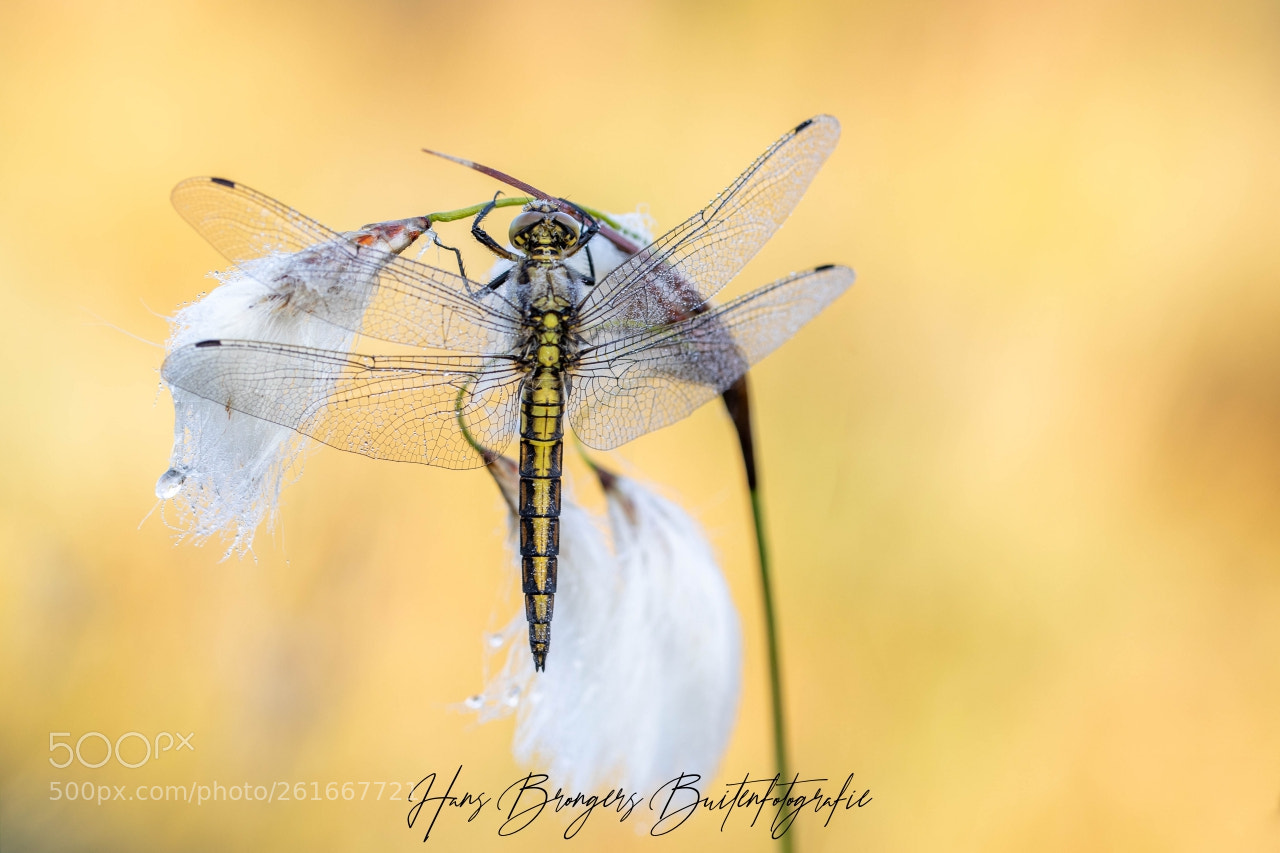 Canon EOS 5D Mark IV sample photo. Leersumseveld photography