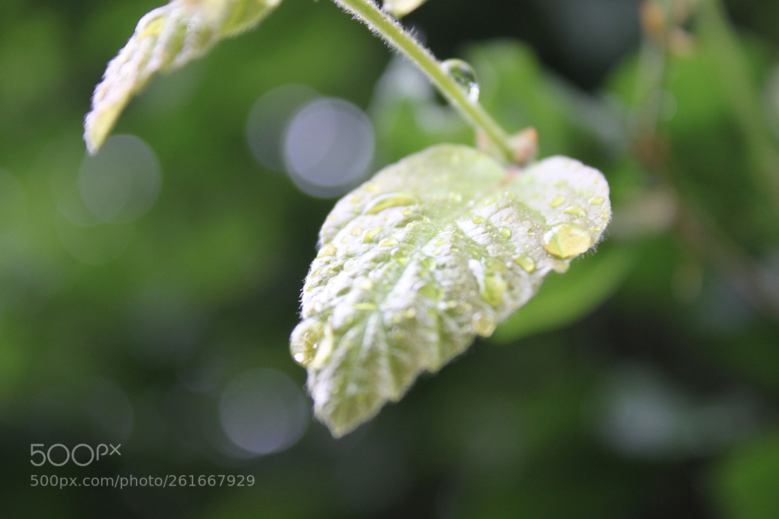 Canon EOS 500D (EOS Rebel T1i / EOS Kiss X3) + Canon EF-S 18-55mm F3.5-5.6 IS II sample photo. Leaf with rain on photography