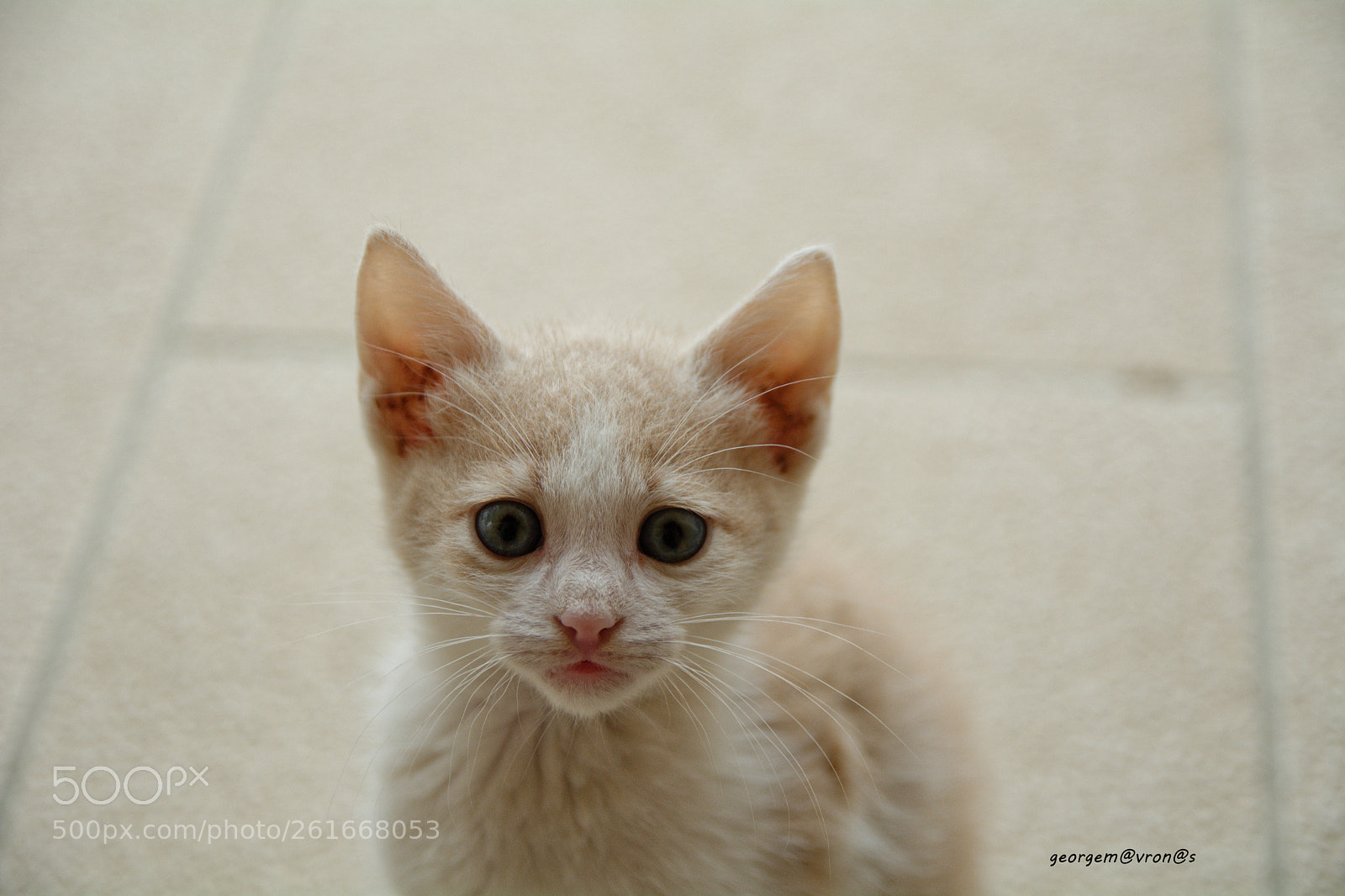 Nikon D7100 sample photo. Who are you? photography