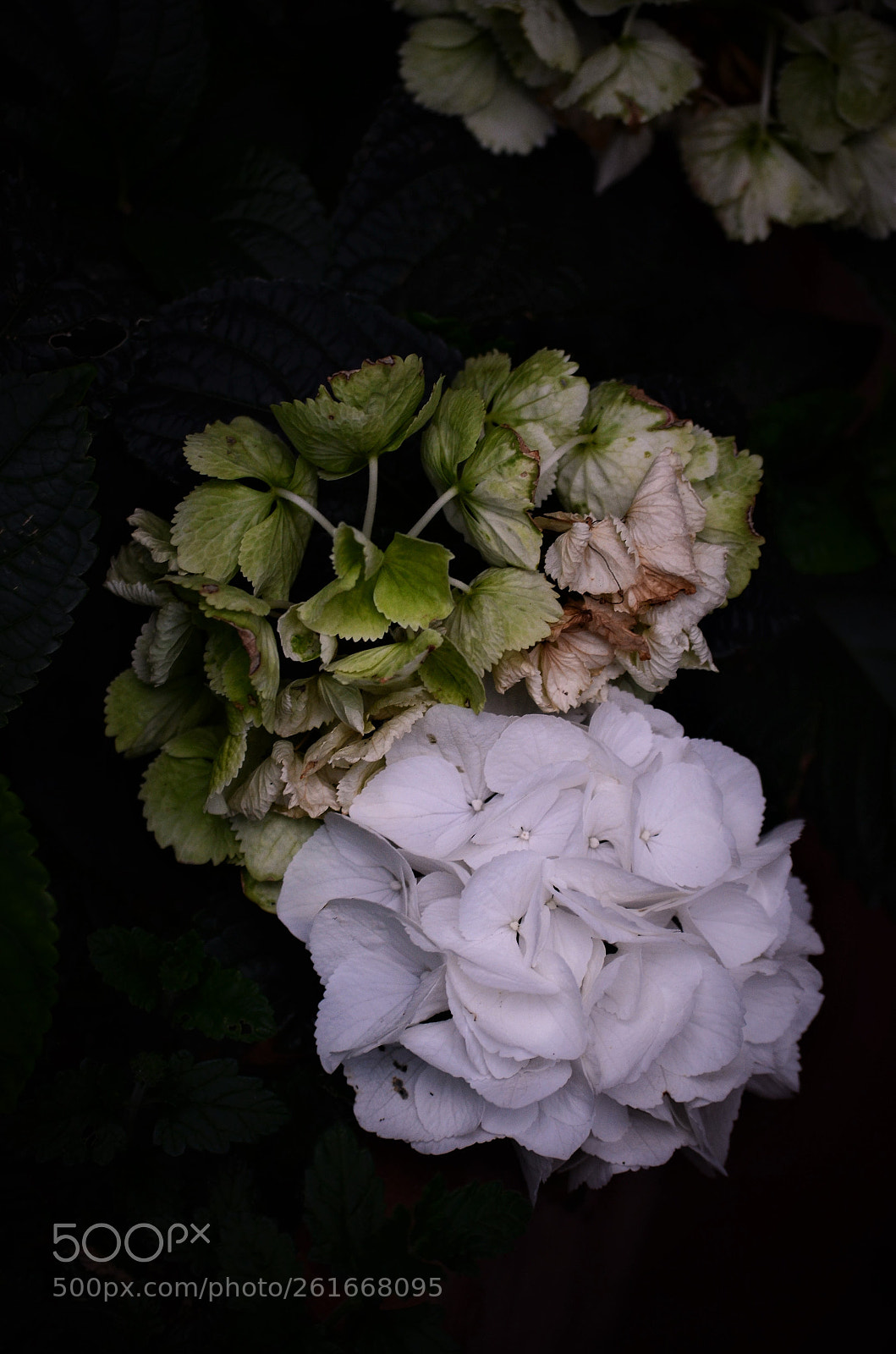 Nikon D5100 sample photo. They will fall photography