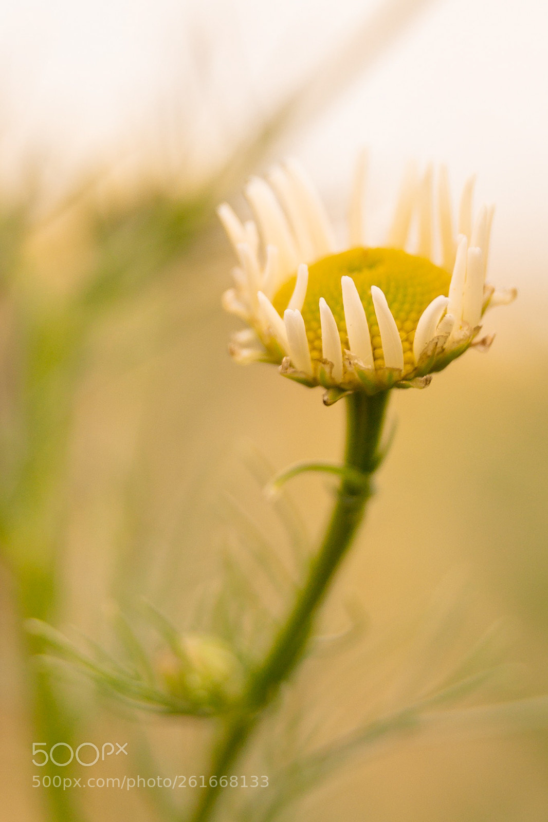 Sony SLT-A58 sample photo. Chamomile's moment photography