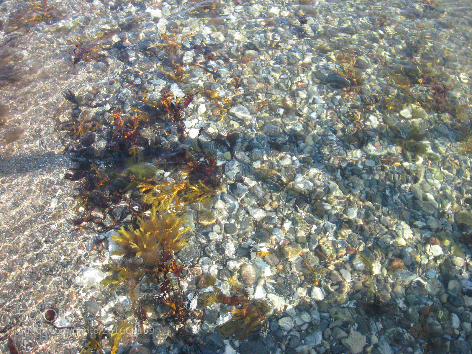 Canon POWERSHOT A570 IS sample photo. Algae and pebbles on photography