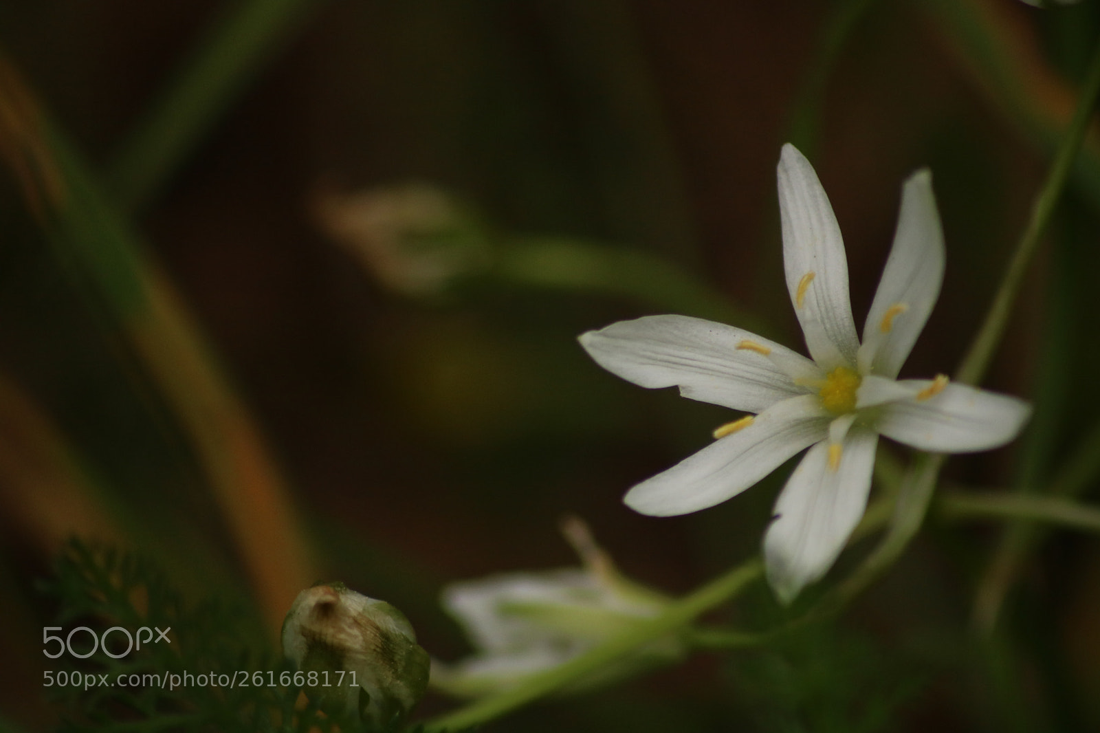 Canon EOS 750D (EOS Rebel T6i / EOS Kiss X8i) sample photo. Untitled photography