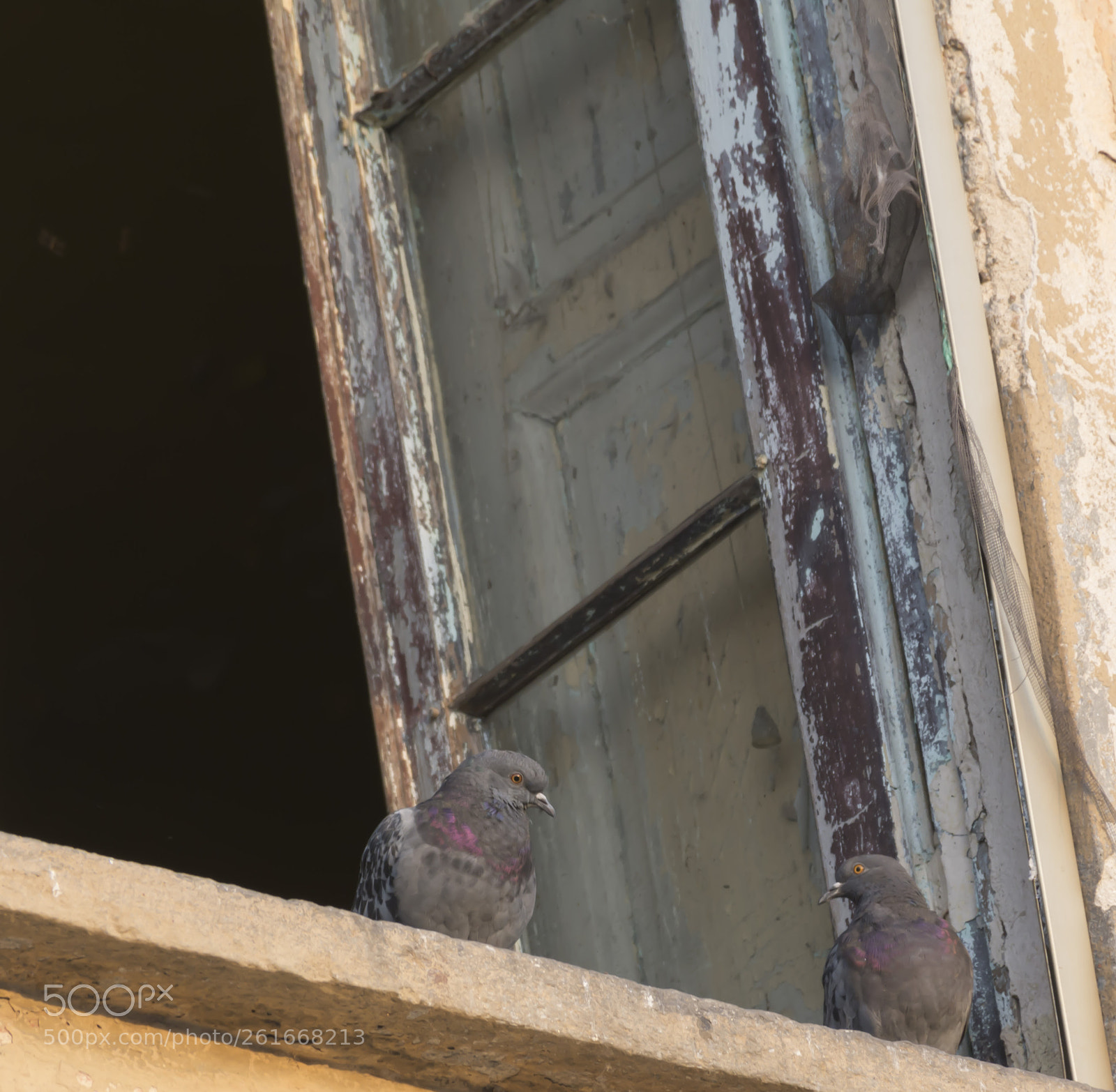 Nikon D7100 sample photo. Pigeons at window photography