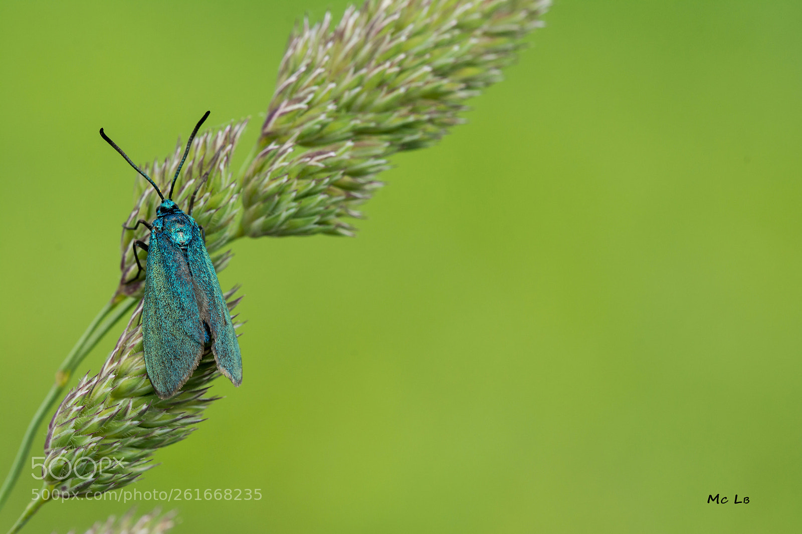 Nikon D7100 sample photo. Adscita statices photography