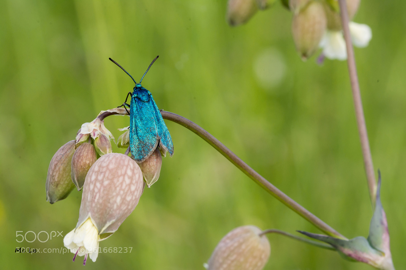 Nikon D7100 sample photo. Adscita statices photography