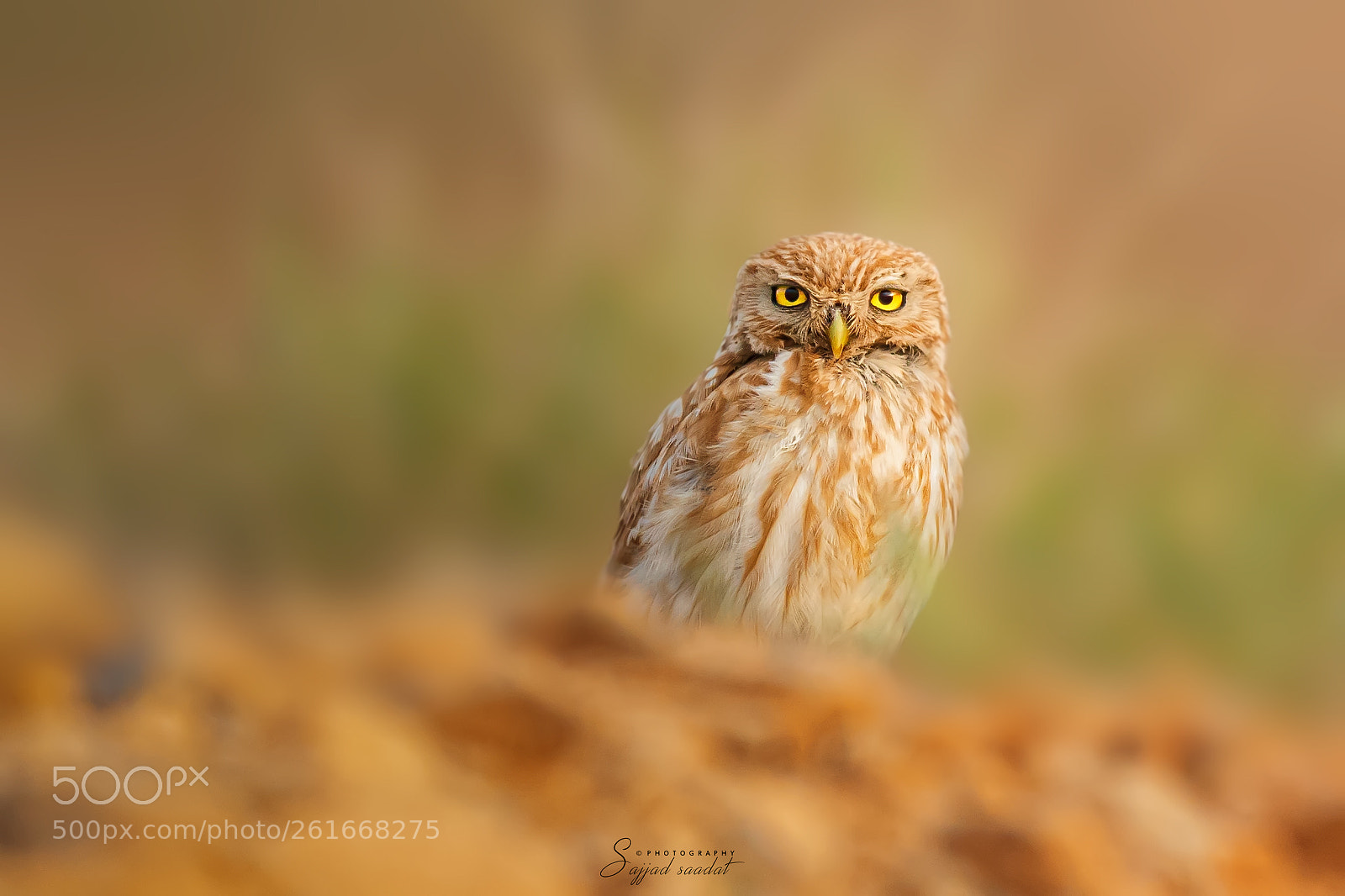 Nikon D7100 sample photo. Little owl photography