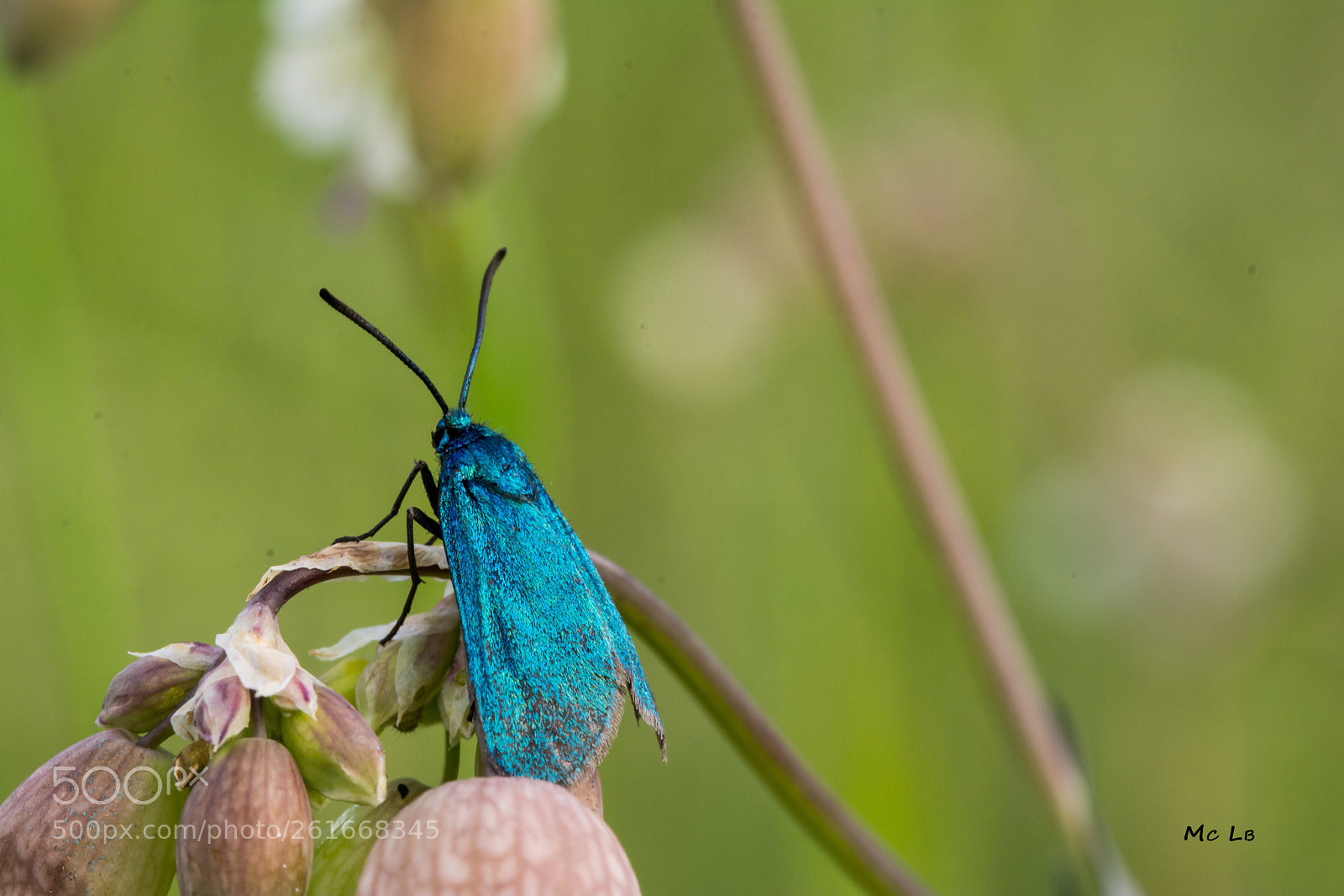 Nikon D7100 sample photo. Adscita statices photography