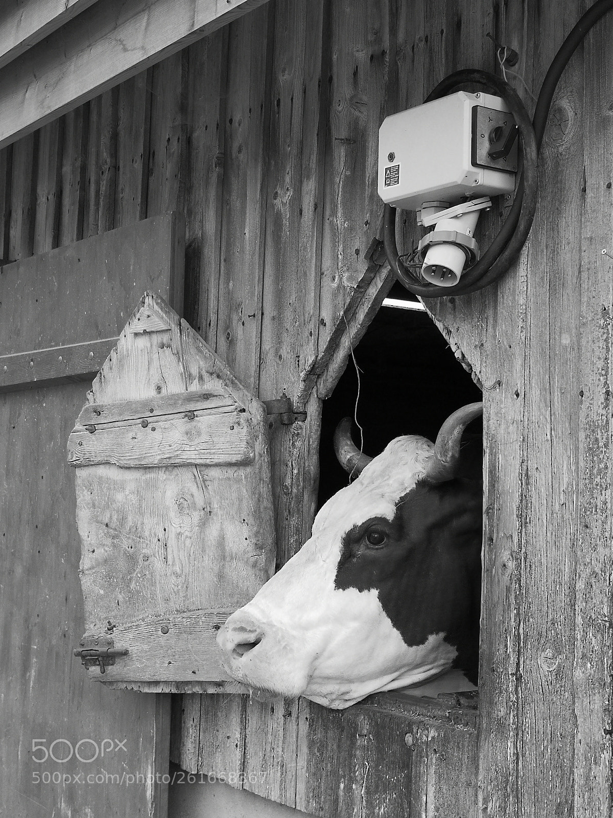 HUAWEI CLT-L29 sample photo. Une vache vachement m photography