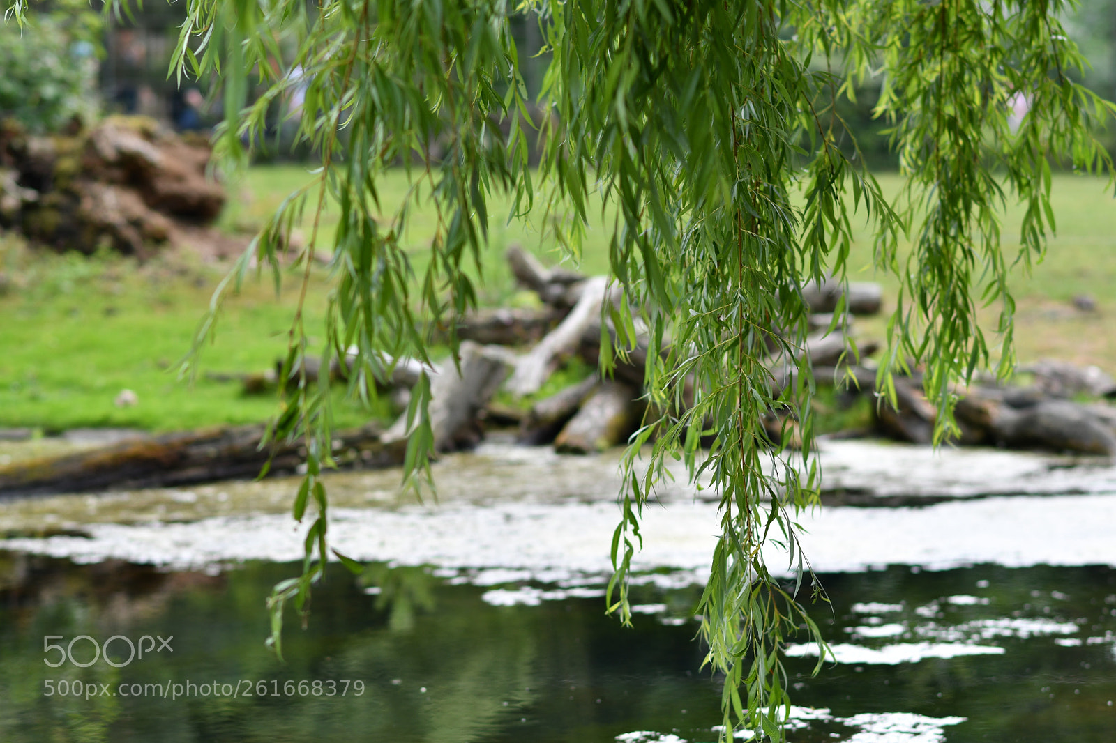 Nikon D7500 + Nikon AF-S Nikkor 85mm F1.8G sample photo. . photography