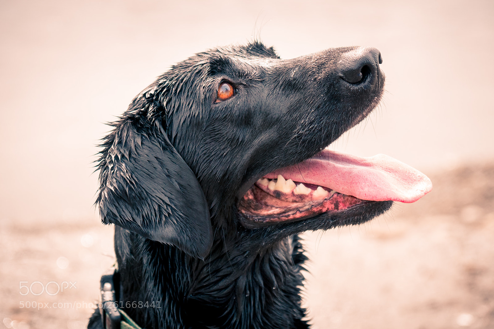 Sony a6500 sample photo. Happy lab at the photography