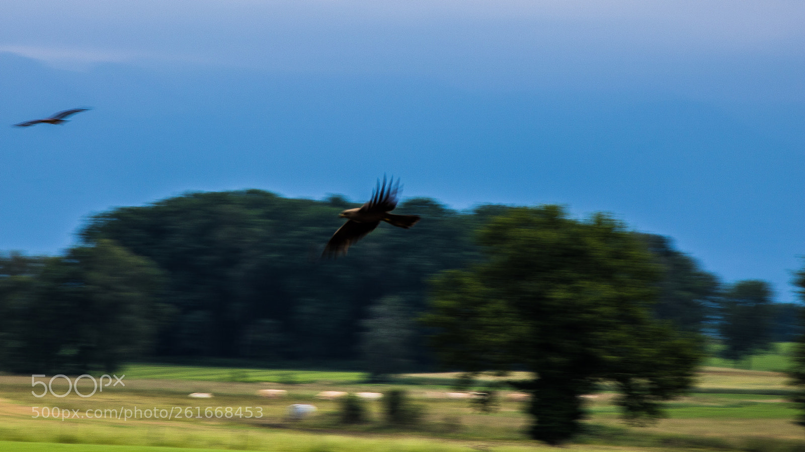 Canon EOS 760D (EOS Rebel T6s / EOS 8000D) sample photo. Full bird speed! photography